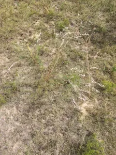Nine-anther Prairie Clover thumbnail 2