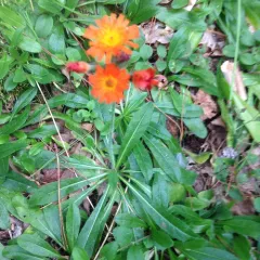 orange hawkweed thumbnail 2
