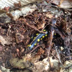Spotted Salamander thumbnail 3