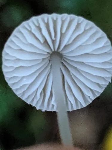 bulbous bonnet
