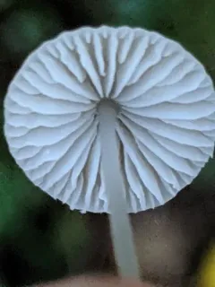 bulbous bonnet thumbnail 1