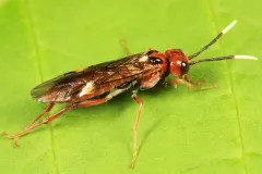 White-tipped Sawfly thumbnail 3