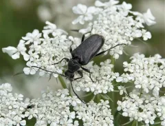 Lepturopsis dolorosa thumbnail 2