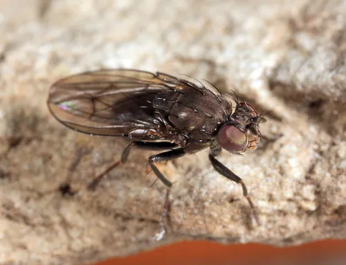 Dichaeta caudata