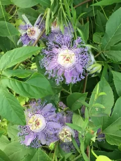 purple passionflower thumbnail 4