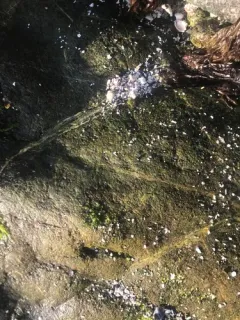 Blidingia minima thumbnail 2