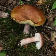 lilac bolete thumbnail 3