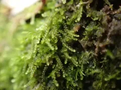 Turner's Threadwort thumbnail 4