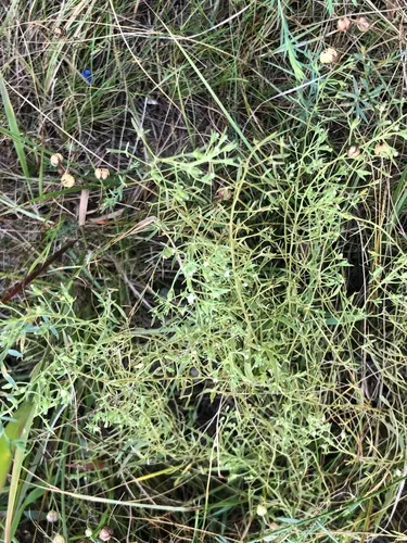 Field Bastard-toadflax