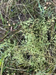 Field Bastard-toadflax thumbnail 1