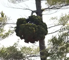 Pine Witches' Broom Phytoplasma thumbnail 4
