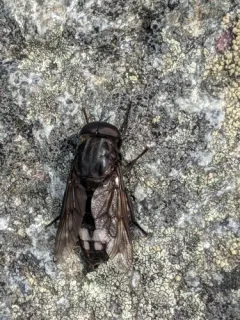 Whitney's Horse Fly thumbnail 3