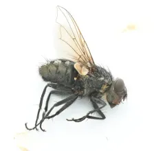 Common Cluster Fly thumbnail 4