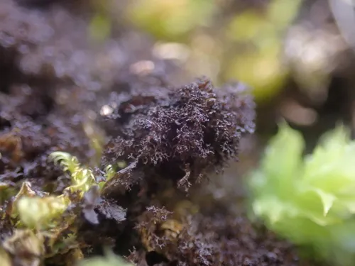 Scytinium pulvinatum