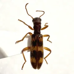 Cymatodera undulata thumbnail 4