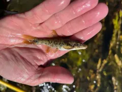 Umatilla Dace thumbnail 3