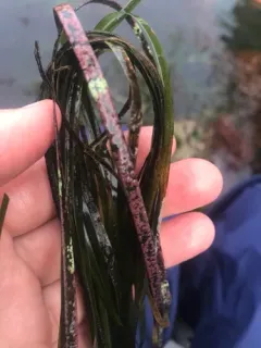 Surfgrass encrusting alga thumbnail 3