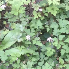 Herb Robert photo