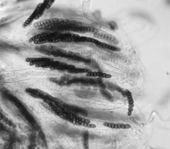 Sporormiella vexans thumbnail 3