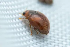 Nebulous Lady Beetle thumbnail 2