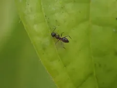 Robust Crazy ant thumbnail 1