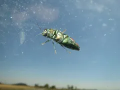 Buprestis gibbsii thumbnail 4