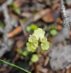 northern golden-saxifrage thumbnail 2