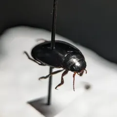 Ilybius confertus thumbnail 2