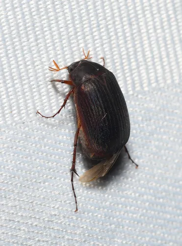 Serica parallela