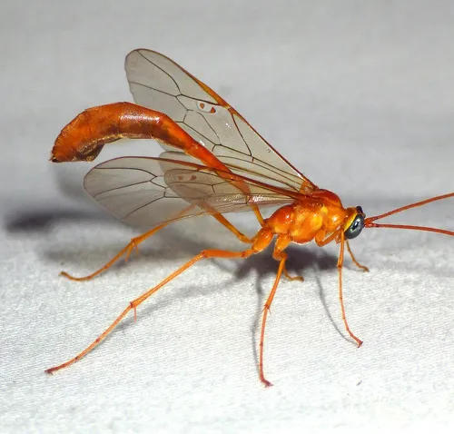 Enicospilus flavostigma