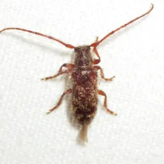 Tomentous Longhorned Beetle thumbnail 2