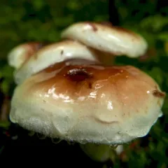 Hygrophorus bakerensis thumbnail 2