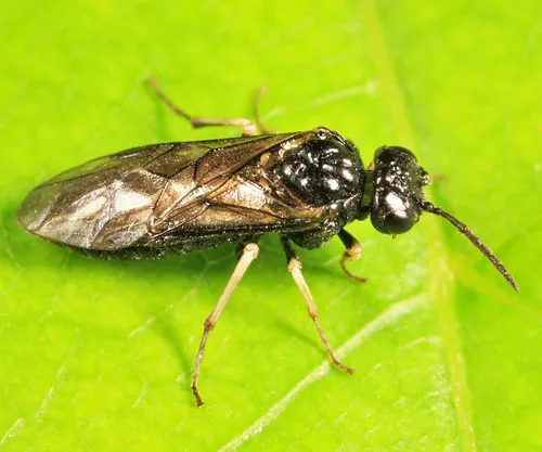 Pallid Buttercup Sawfly