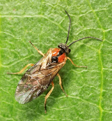 Pristiphora litura