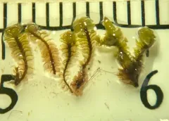 Michaux's Notchwort thumbnail 1