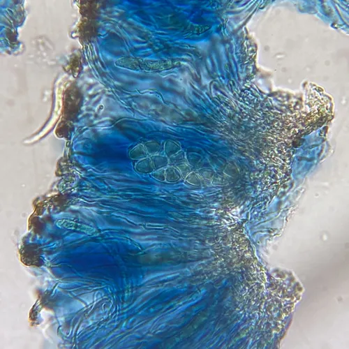 Megalaria grossa