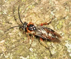 Pristiphora bivittata thumbnail 2