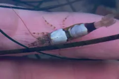 Taylor Coastal Shrimp thumbnail 3