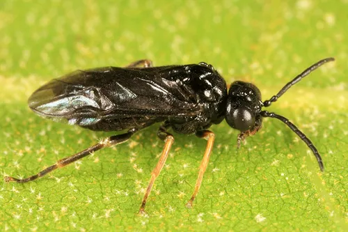 Smoky Buttercup Sawfly