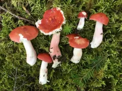 Russula peckii thumbnail 2