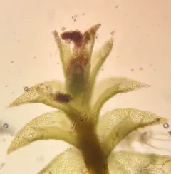 Cut Notchwort thumbnail 3