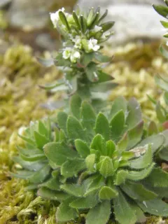 Hoary Whitlowgrass thumbnail 4
