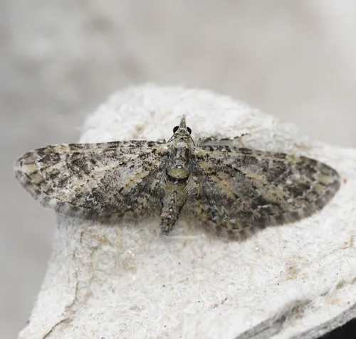 Eupithecia maestosa