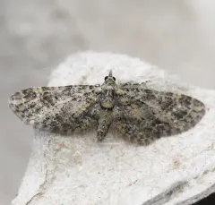 Eupithecia maestosa thumbnail 1