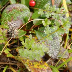 Capitate Lousewort thumbnail 3