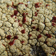 Alpine Bloodspot Lichen thumbnail 3