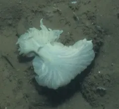 Ptychodactis patula thumbnail 3