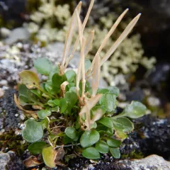 alpine bittercress thumbnail 3