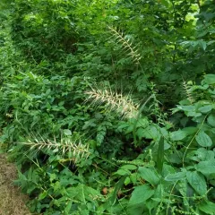 bottlebrush grass thumbnail 3