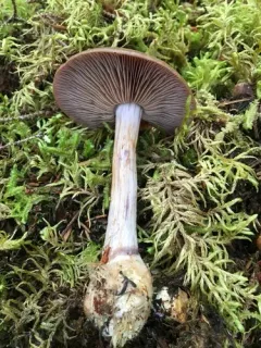 Thaxterogaster sphagnophilus thumbnail 2